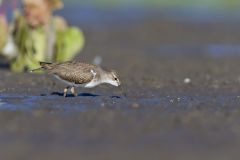 Spotted Sandpiper, Actitis macularius