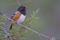Spotted Towhee, Pipilo maculatus