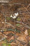 Spotted Wintergreen, Chimaphila maculata