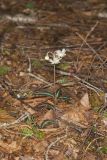 Spotted Wintergreen, Chimaphila maculata