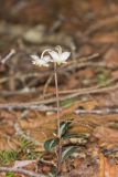 Spotted Wintergreen, Chimaphila maculata