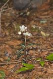 Spotted Wintergreen, Chimaphila maculata