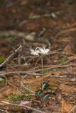 Spotted Wintergreen, Chimaphila maculata