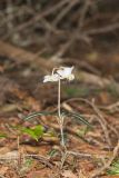 Spotted Wintergreen, Chimaphila maculata