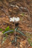 Spotted Wintergreen, Chimaphila maculata