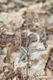 Spotted Wintergreen, Chimaphila maculata