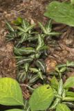 Spotted Wintergreen, Chimaphila maculata