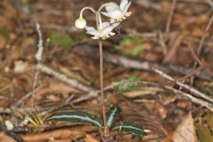 Spotted Wintergreen, Chimaphila maculata