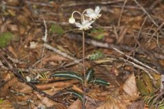 Spotted Wintergreen, Chimaphila maculata