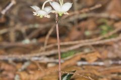 Spotted Wintergreen, Chimaphila maculata