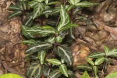 Spotted Wintergreen, Chimaphila maculata