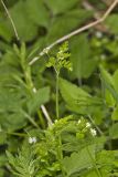 Spreading Chervil, Chaerophyllum procumbens