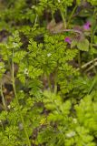 Spreading Chervil, Chaerophyllum procumbens