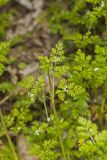 Spreading Chervil, Chaerophyllum procumbens