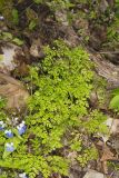 Spreading Chervil, Chaerophyllum procumbens