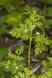 Spreading Chervil, Chaerophyllum procumbens