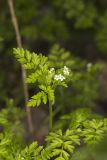 Spreading Chervil, Chaerophyllum procumbens