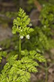 Spreading Chervil, Chaerophyllum procumbens