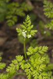 Spreading Chervil, Chaerophyllum procumbens