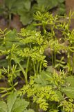 Spreading Chervil, Chaerophyllum procumbens