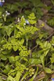 Spreading Chervil, Chaerophyllum procumbens
