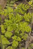 Spreading Chervil, Chaerophyllum procumbens