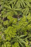 Spreading Chervil, Chaerophyllum procumbens