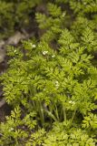Spreading Chervil, Chaerophyllum procumbens