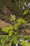 Spreading Chervil, Chaerophyllum procumbens
