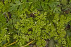 Spreading Chervil, Chaerophyllum procumbens