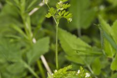 Spreading Chervil, Chaerophyllum procumbens