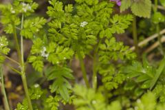 Spreading Chervil, Chaerophyllum procumbens