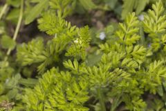 Spreading Chervil, Chaerophyllum procumbens