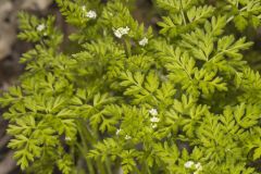 Spreading Chervil, Chaerophyllum procumbens