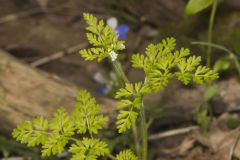 Spreading Chervil, Chaerophyllum procumbens