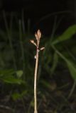 Spring coralroot, Corallorhiza wisteriana