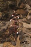 Spring coralroot, Corallorhiza wisteriana