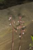 Spring coralroot, Corallorhiza wisteriana