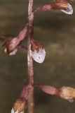 Spring coralroot, Corallorhiza wisteriana