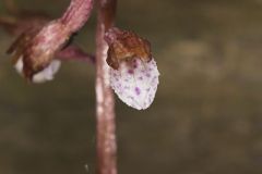 Spring Coralroot
