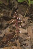 Spring coralroot, Corallorhiza wisteriana
