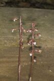 Spring coralroot, Corallorhiza wisteriana