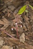 Spring coralroot, Corallorhiza wisteriana