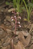 Spring coralroot, Corallorhiza wisteriana