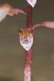 Spring coralroot, Corallorhiza wisteriana