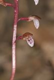 Spring coralroot, Corallorhiza wisteriana