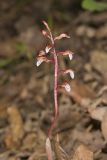 Spring coralroot, Corallorhiza wisteriana