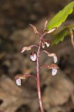 Spring coralroot, Corallorhiza wisteriana