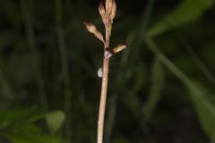 Spring Coralroot, Corallorhiza wisteriana