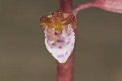 Spring Coralroot, Corallorhiza wisteriana
